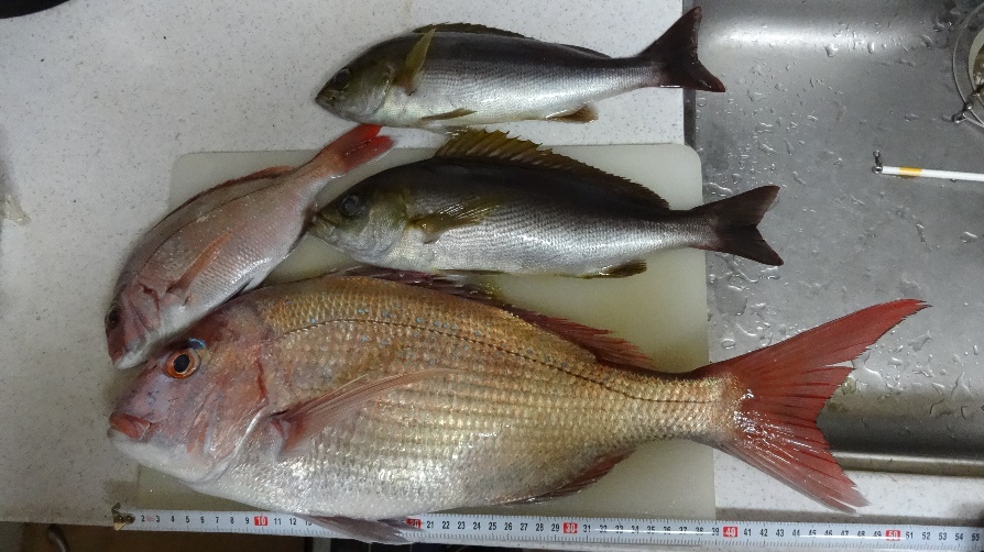 千倉で釣った真鯛(50cm)とイサキ(30cm) 