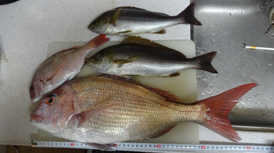 千倉で釣った真鯛(50cm)とイサキ(30cm) 